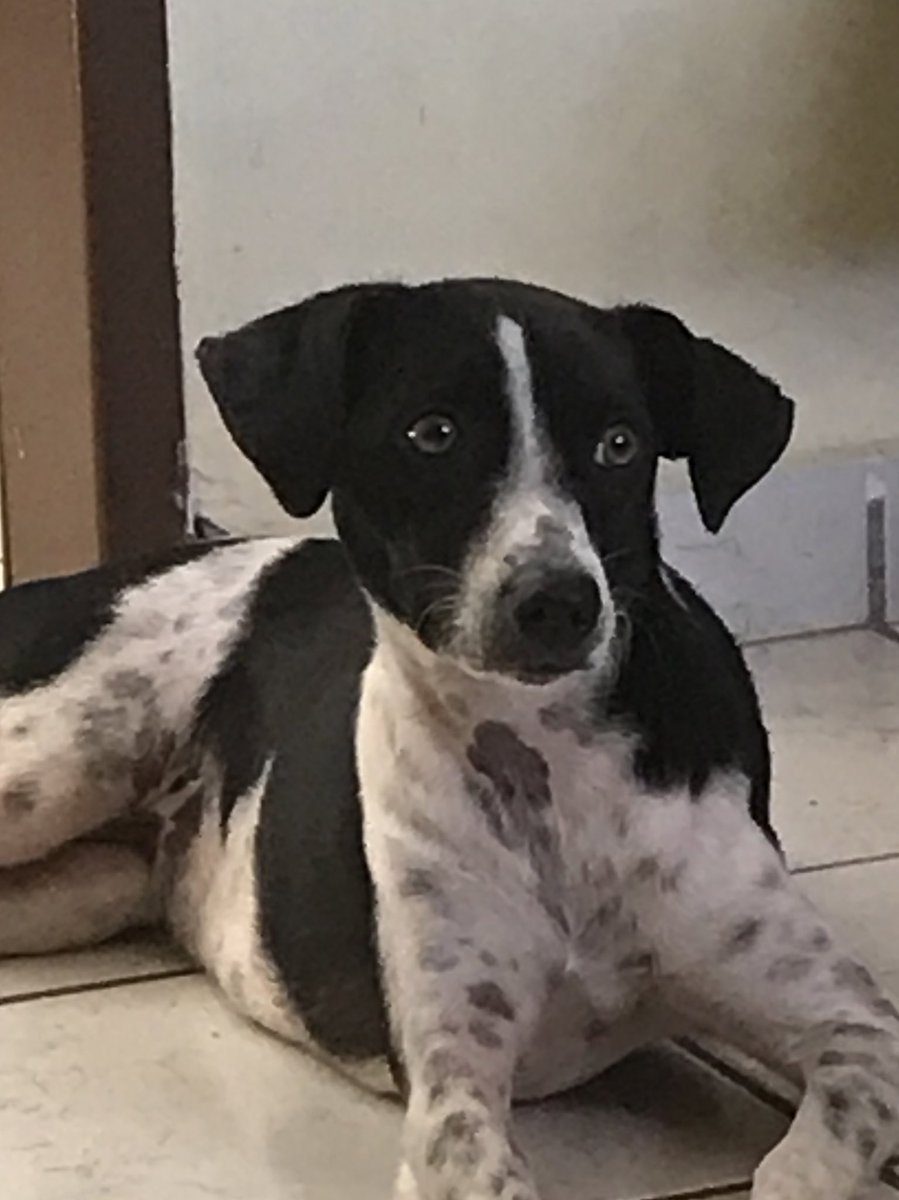 ourmetric's tweet photo. Eu sempre quis saber o que se passa na cabeça da minha cachorra. https://t.co/AIy6g0eXU4
