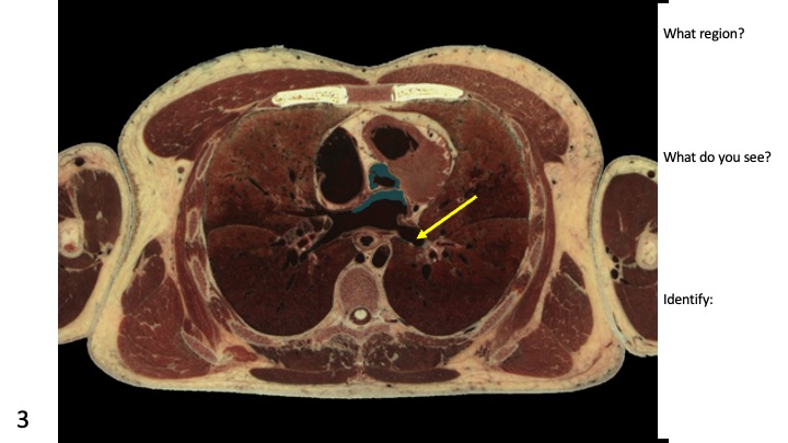 Touch of Life Technologies tweet media