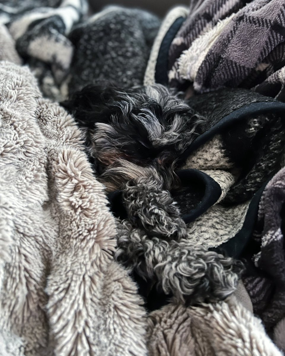 Productive Monday, cantcha tell? 🙃

#hashtagthecavapoo #cavapoo