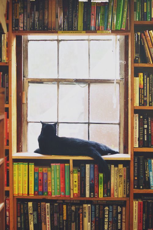 Interviewer: What sort of position are you looking for?
Me: Second-hand bookshop cat