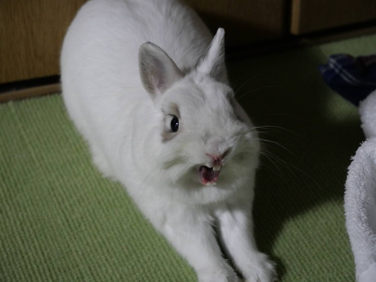 shogun1016's tweet photo. あくびの瞬間をうまく撮れるとうれしい🥰

#うさぎ #うさぎのいる暮らし #ネザーランドドワーフ https://t.co/BkrkHK804z