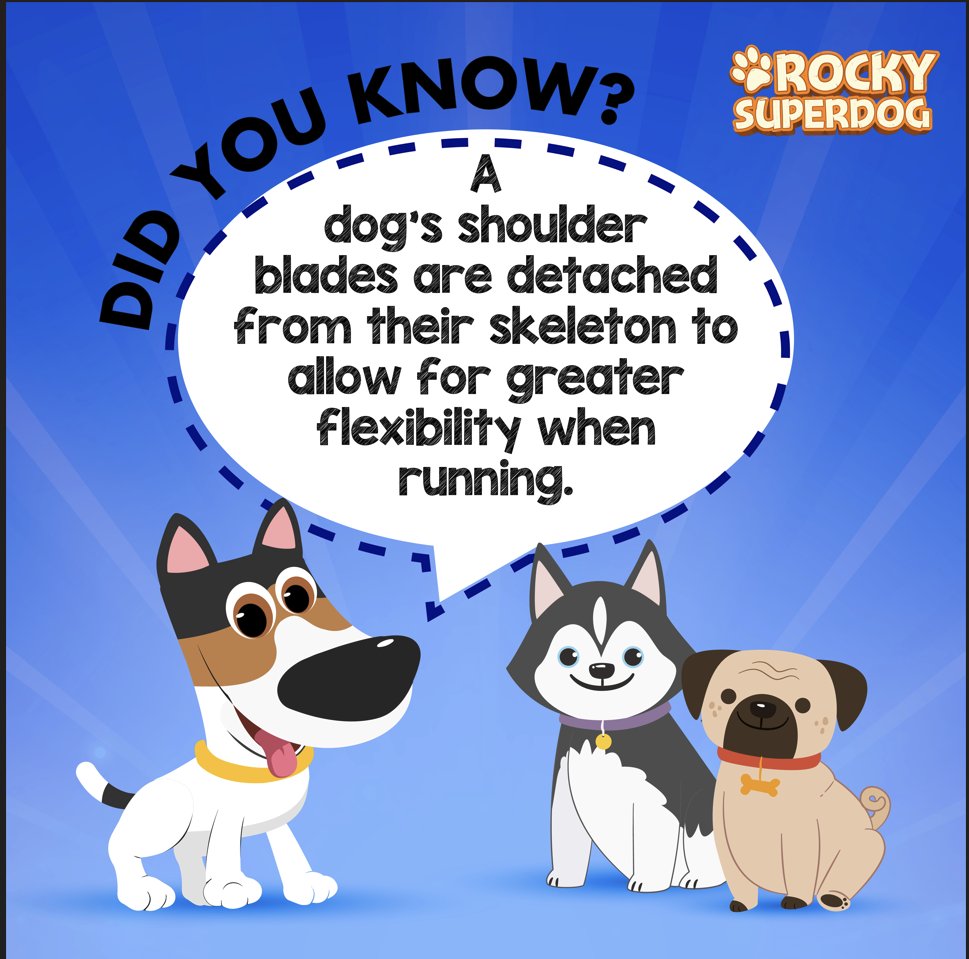 💡🐶🐕

#Rockysuperdog #rockysuperdogadventures #rocky  #dogs #pets #RockyTips #Rockyknowsbest #Rockstar #pettips #dogtips #goodtoknow #doglovers #dogtraining #doggolovers #doggos  #dogsandpals #smartdog #mansbestfriend #happypup #ilovemydog #woof #puppylove #cutedog
