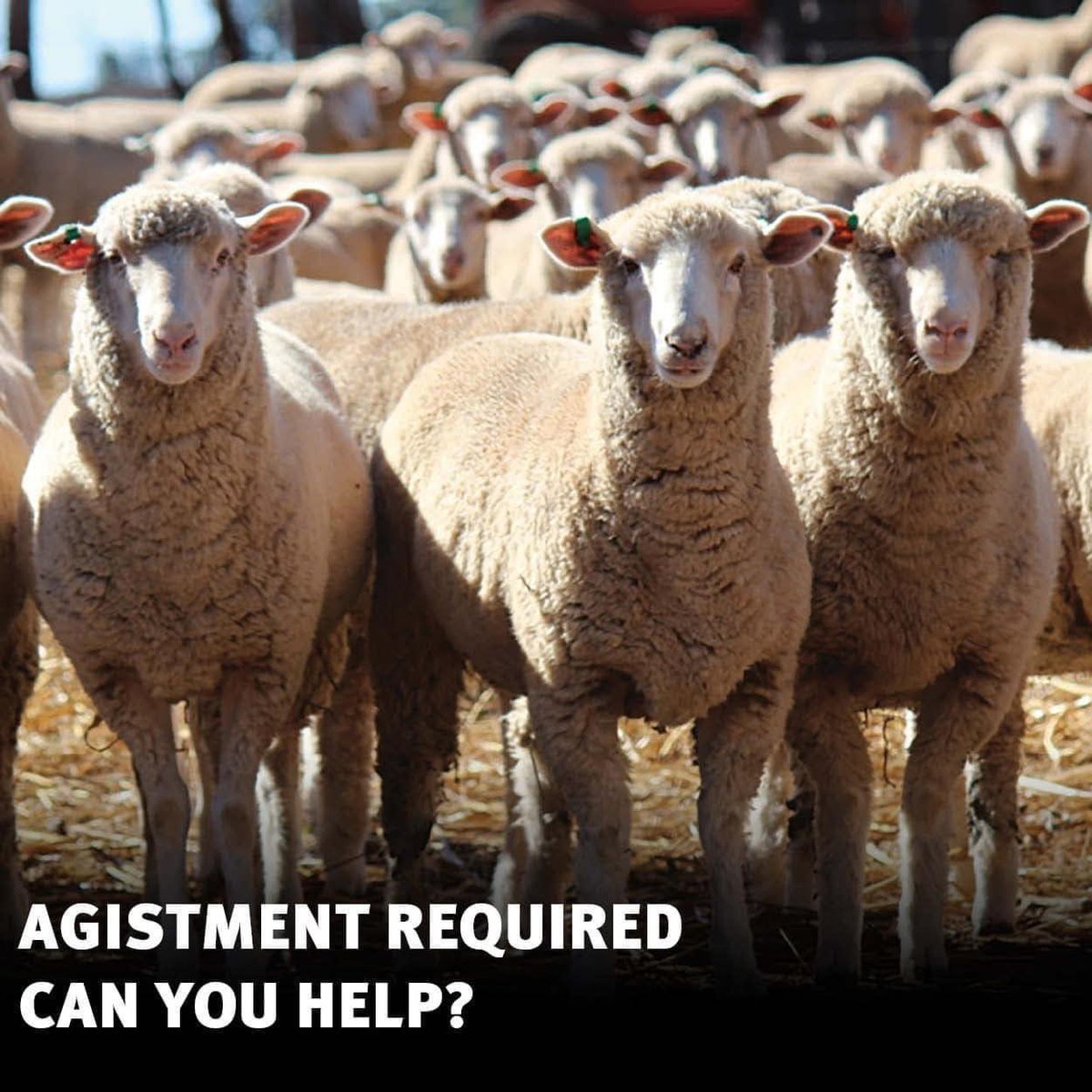 AGISTMENT REQUIRED: 
Please help our growers in need. Many growers affected by the bushfire will be needing immediate agistment for their livestock &amp; in the coming days &amp; weeks. If you can offer any level of assistance it’d be appreciated Contact: Shire of Corrigin 08 9063 2203