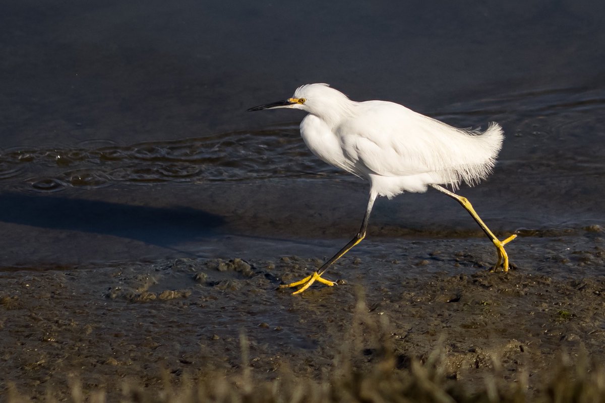 dspitz's tweet image. Kindred spirit….