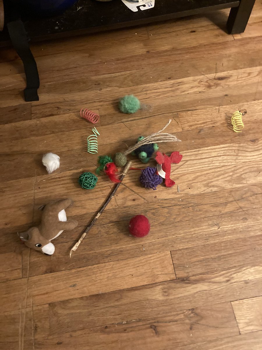 SirRigatoni's tweet photo. Mam cleaned and found alllllll the dusty toy treasure.
Now we must work overtime to hide it back but harder because not enough closet doors
#cats #catpranks #CatsOfTwitter #CatsofTwittter #cute #CatsCountdown https://t.co/cF8k6ZWW7D