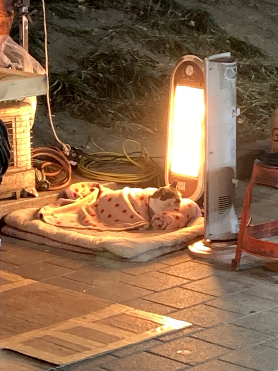 still_cozy's tweet photo. 어제 동대문에서 봤던 고양이...
소중해,,,, https://t.co/XZPAzT3uLd