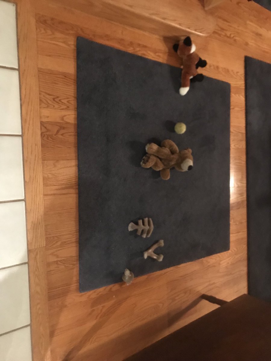 S_Mathuin's tweet photo. We has expanded our curated toy collection to include Ted, Mr Fox and a tennis ball in addition to da Benebones. #benebones https://t.co/3bX6KdIW1B