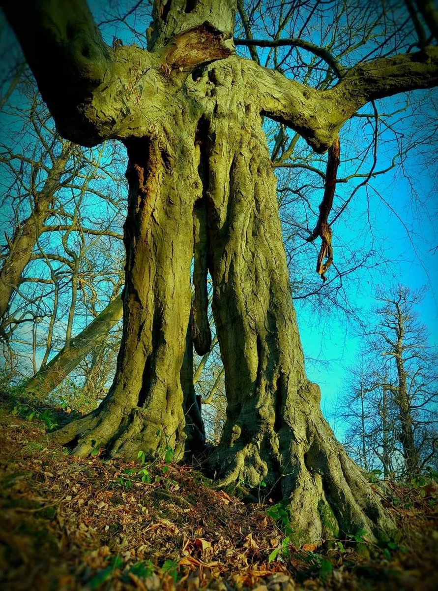CRYPTIDSUK's tweet photo. Bigfoot/ Man shaped tree in Cobham Woods, Kent, UK. 

🌳 #Bigfoot #Tree #Cryptozoology https://t.co/ringaN53JU
