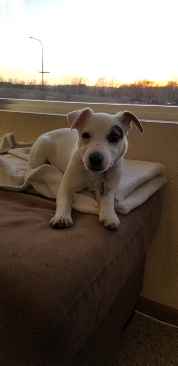 Not even 24 hours on Twitter, and already over 1,000 followers. My doggy heart is full. I can't wait to share my life with everyone on here the next 15+ years.