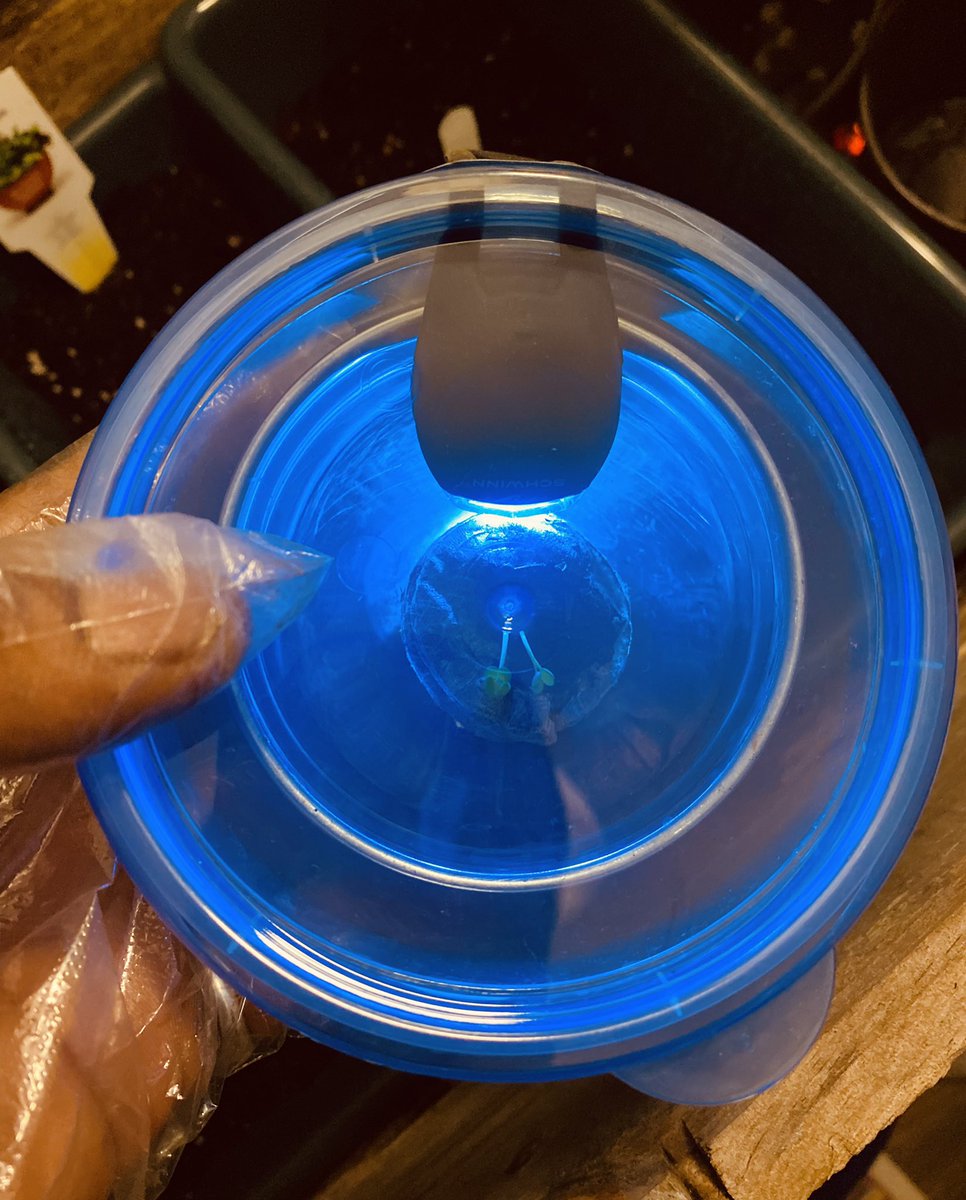 eWayFDN's tweet photo. @MononHouseFarms is studying how micro-greens grow in space. Due to a lack of gravity, plants require more nutrients in space than on earth. By using a solid growth media, and special LED pods, nutrients and air are distributed to the plant’s root system for a healthy balance. https://t.co/1UWtD0iApR