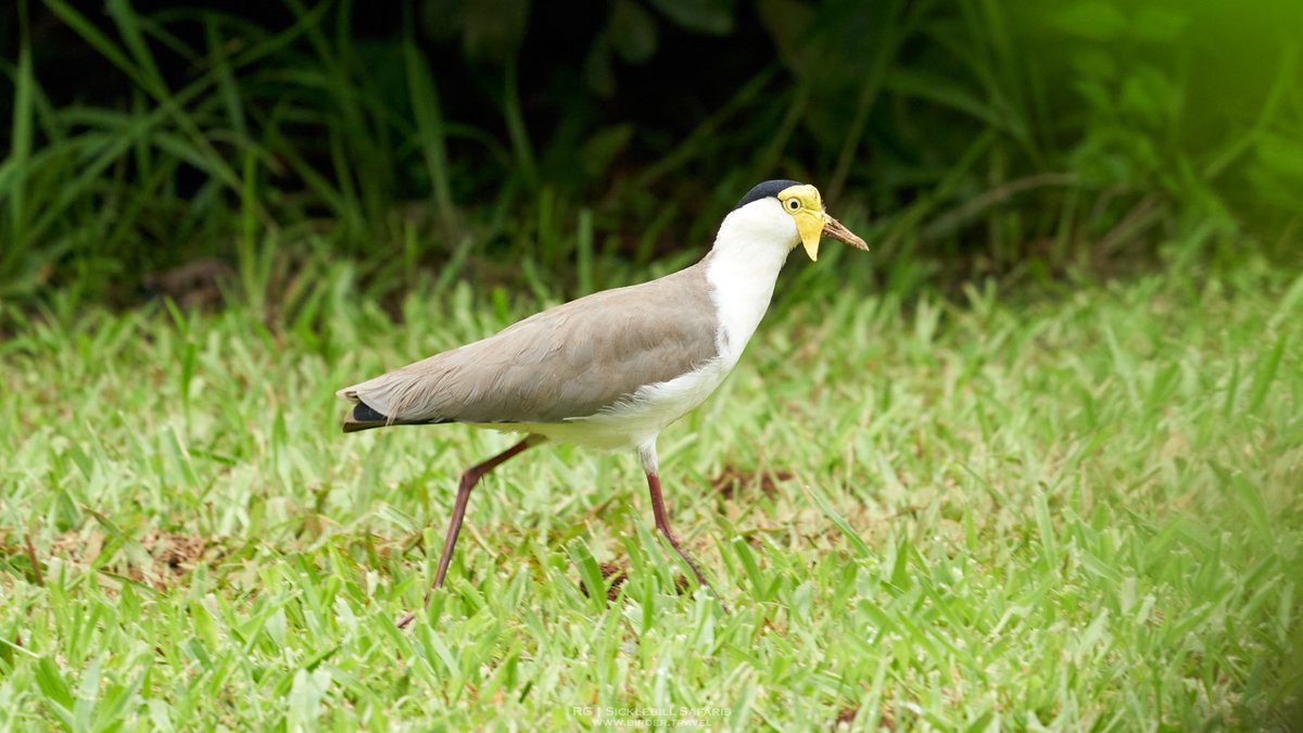 R_OnEarth's tweet photo. Masked Lapwing (Vanellus miles) taken today in #NorthQueensland on the #AthertonTablelands.

#BirdsSeenIn2022 #Australia #Queensland #Birds #birding #nature #NaturePhotography https://t.co/bQZFeHTqOD
