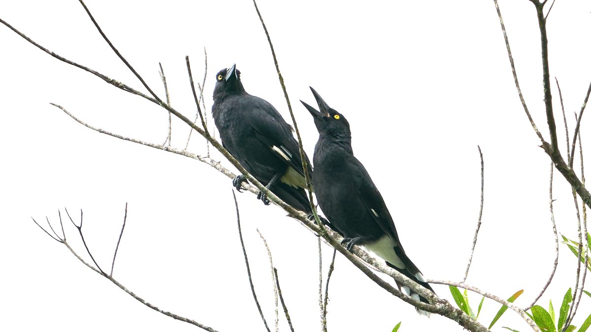 R_OnEarth's tweet photo. Pied Currawong (Strepera graculina) taken today in #NorthQueensland on the #AthertonTablelands.

#BirdsSeenIn2022 #Australia #Queensland #Birds #birding #nature #NaturePhotography https://t.co/31uYKF7pQy