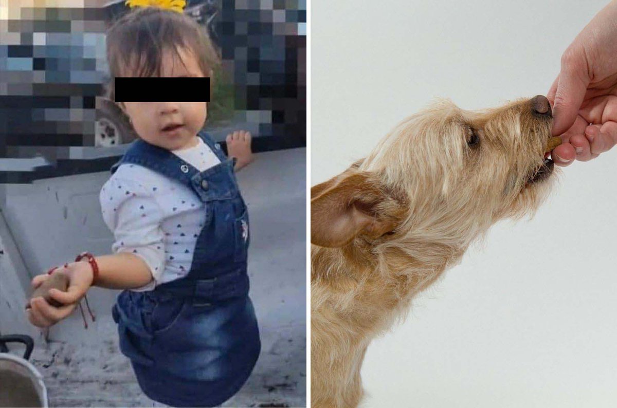 info7mty's tweet photo. Muere niña de dos años por comer galleta envenenada que le dieron a su perro, en #Tototlán, #Jalisco.
#justiciaparavaleria 
➡️https://t.co/ulwbH7zeQ2 https://t.co/mEwXPmhpo9