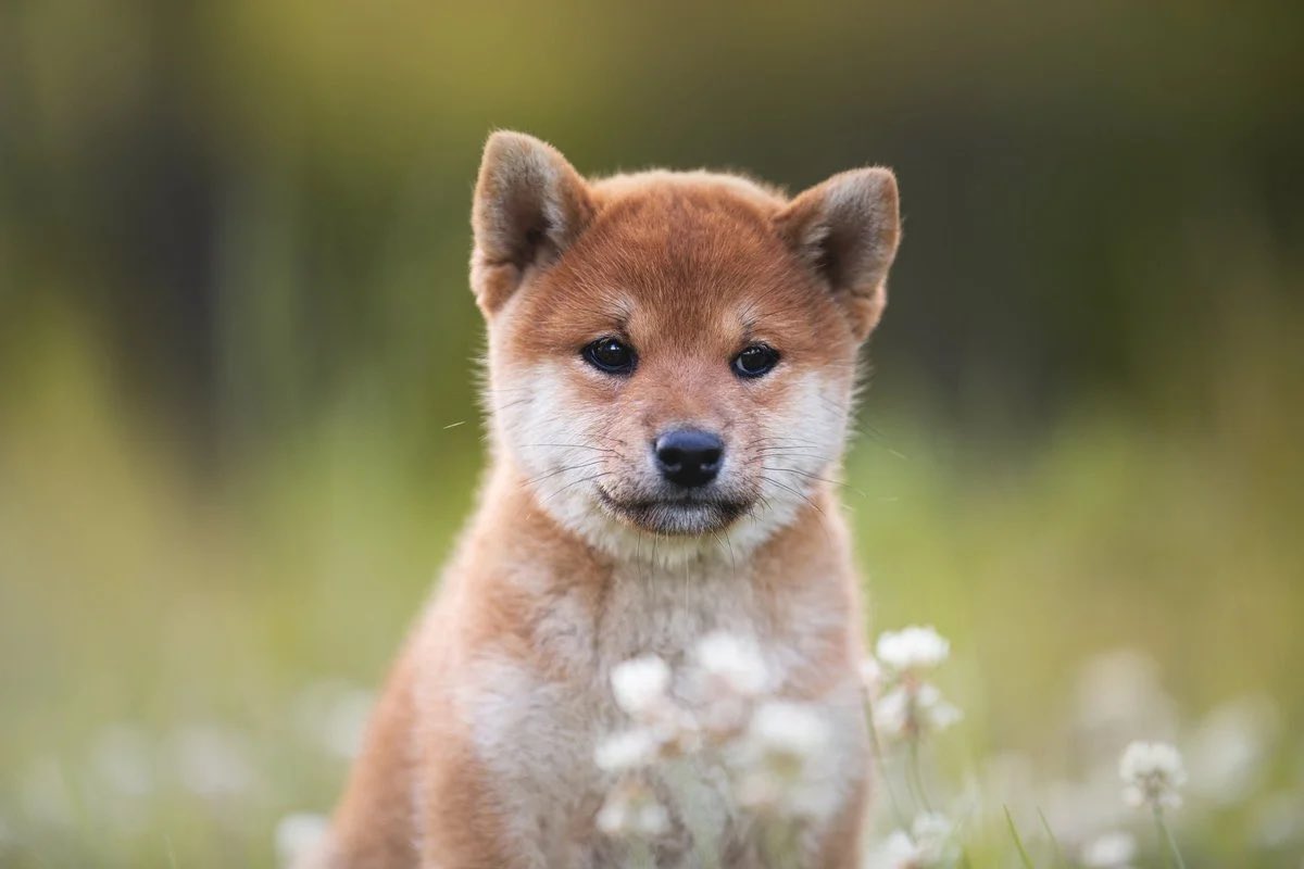 Baby Doge tweet media