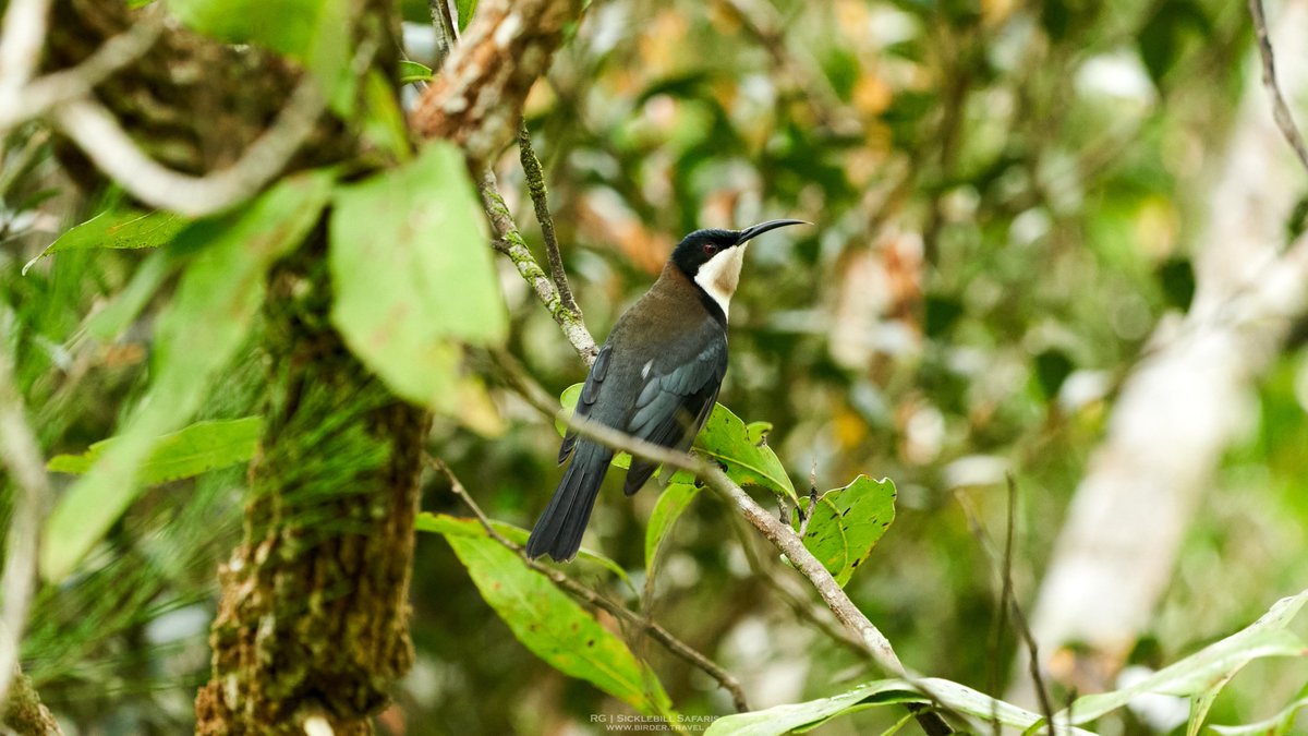 R_OnEarth's tweet photo. Eastern Spinebilll (Acanthorhynchus tenuirostris) taken today in #NorthQueensland on the #AthertonTablelands.

#BirdsSeenIn2022 #Australia #Queensland #Birds #birding #nature #NaturePhotography https://t.co/RAWKNAxNx4