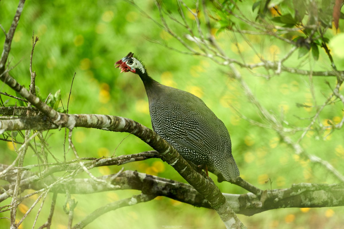 R_OnEarth's tweet photo. Helmeted Guineafowl (Numida meleagris) taken today in #NorthQueensland on the #AthertonTablelands. They are feral in my area.

#BirdsSeenIn2022 #Australia #Queensland #Birds #birding #nature #NaturePhotography https://t.co/bkjabXmFMh