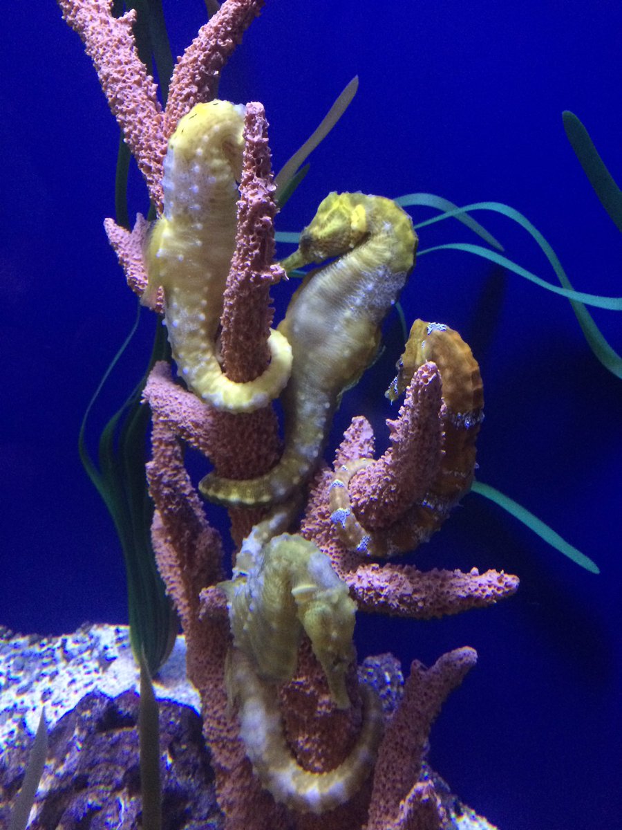 Henak Lab tweet media