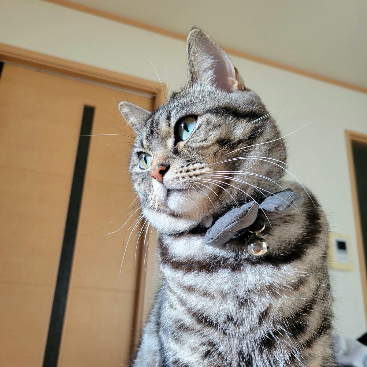 mooshaofficial's tweet photo. ねねは今日も朝から太陽の光を浴びています🌞
#MooSha #猫 #RT #ペット #猫好き #猫のいる暮らし #猫好きさんと繋がりたい #猫写真 #cats #pets https://t.co/zRT95TouHl