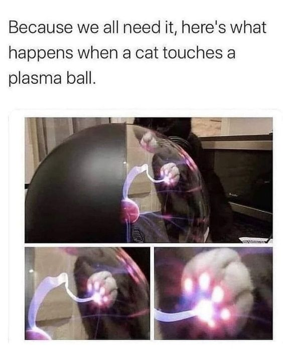 WholesomeMemes (@wholesomememe) on Twitter photo 