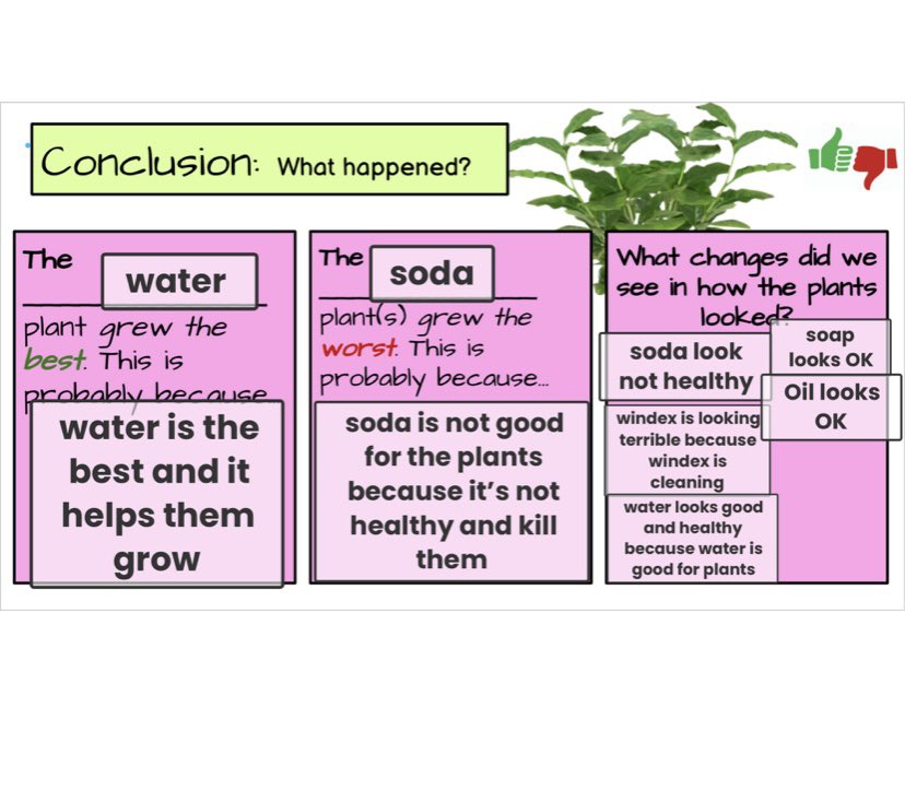 sabrinakziegler's tweet photo. @GreenstreetNOVA @APSDrew @APSDrwDragonDEN The results are in! Our conclusions found the worst pollutants are soda and windex. Vegetable oil and soap caused some leave damage but the plants are still viable. Water only is the winner and blooming wonderfully! Thank you SO much for helping us make real world connections! https://t.co/5sdsUdizOq