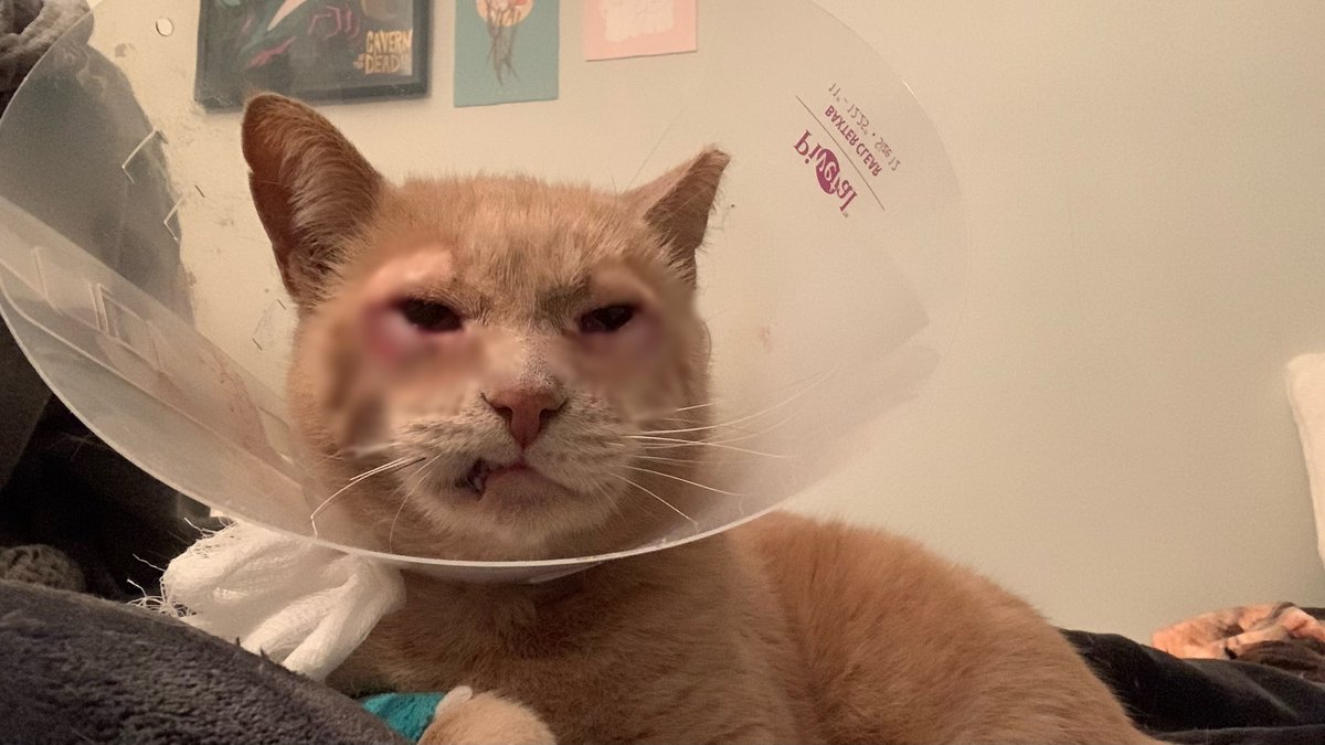 morris is back home !!!! the surgery was successful and he’s taking time to rest and heal. he and I thank you all so much for your support !! we couldn’t have done this without you :D