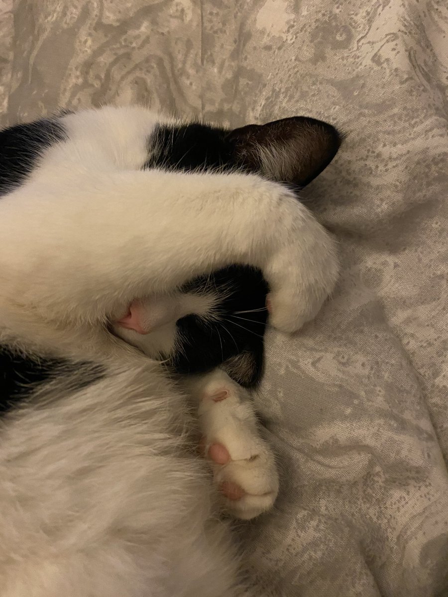 Llanimals2's tweet photo. I am asleep, you may not visit the bathroom 😻 #CatsofTwittter https://t.co/YDfk7KPO7f