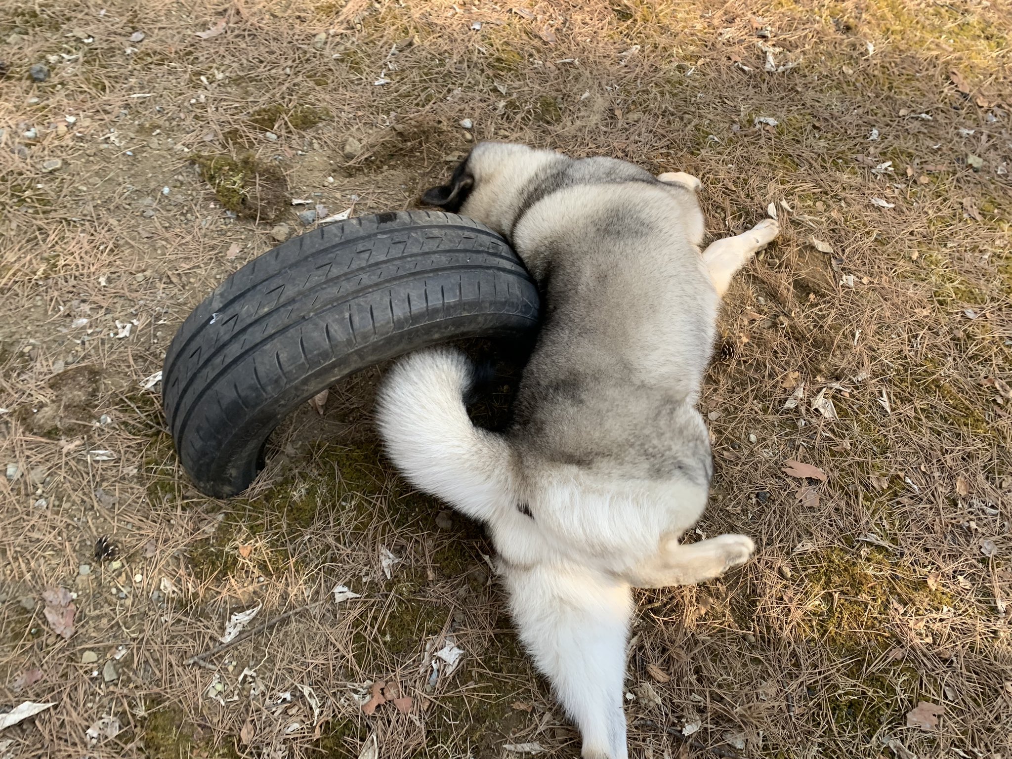 ノルウェジアンエルクハウンド Twitter Search Twitter