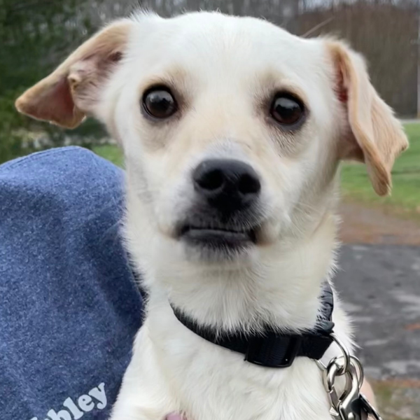 If you love working with dogs, you can join in on this exciting opportunity with <a href="/AgapeRescue/">Agape Animal Rescue & Training Center</a>! Training Class Assistants will help with setup and tear down of class, giving treats to pups, and perform any other related tasks. 

Sign up here: hon.org/opportunity/a0…