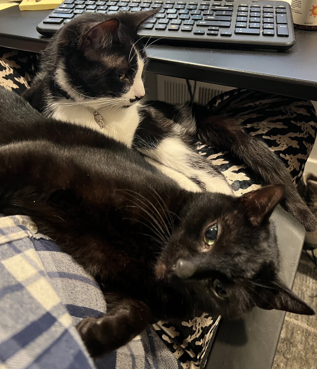 When both cats want to be on your lap at once, you give the monsters what they want…