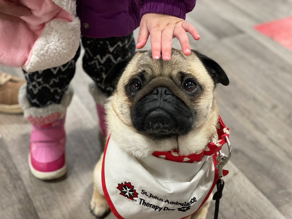 Not sure who’s comforting who … 💚 ~ Zombie 

#vaccineclinic 

#pug #therapydog #puglove #COVID #workingdog #pugnkisses #ldnont
