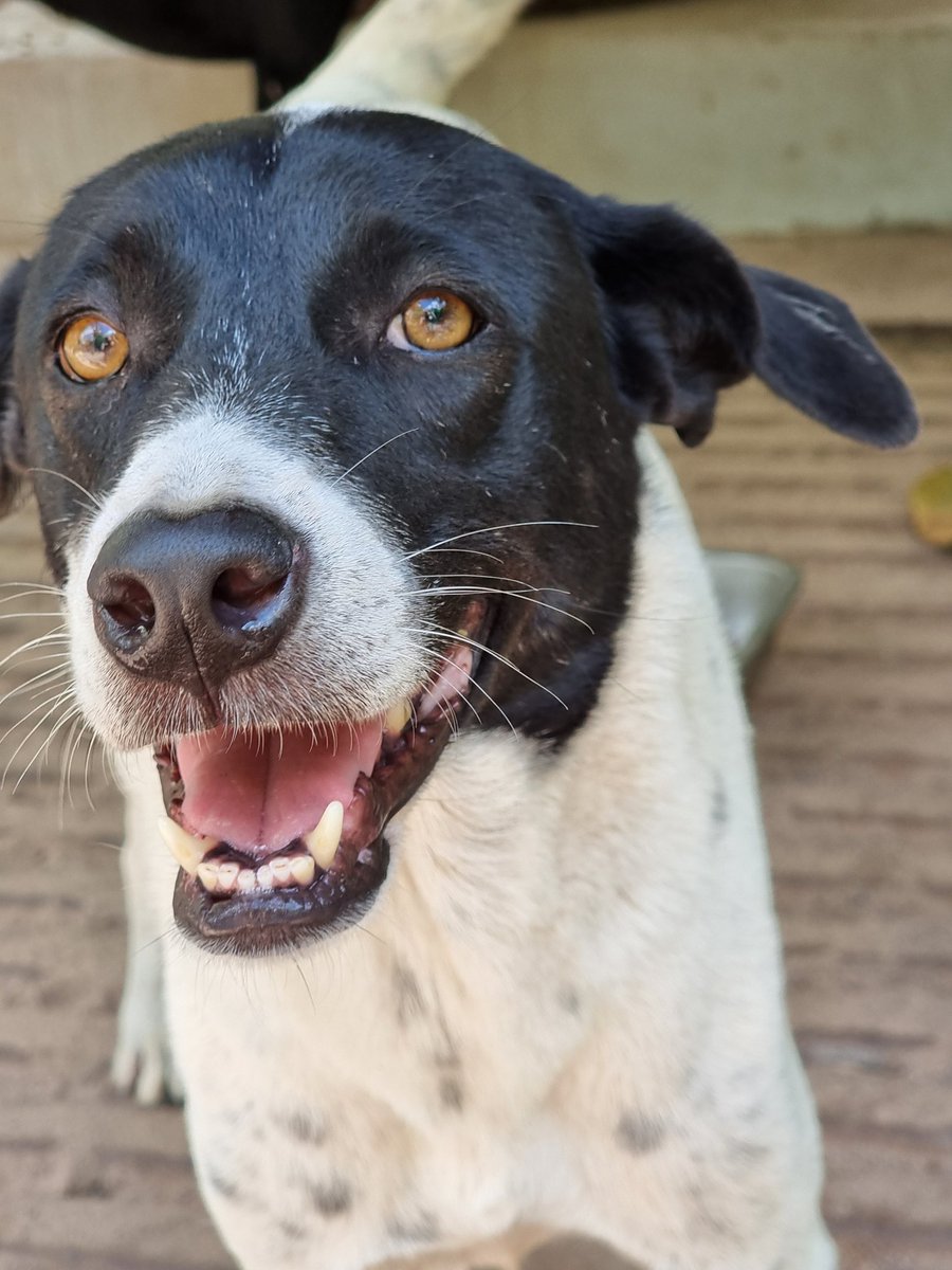 PariahDogSamui's tweet photo. @ShelterPetsCNFT @HazelPoolAda 💗🎉💗 Phenomenal to have this desperately needed support! We can't thank you enough! Here is a snap of happy smiley Zeta. 😍 https://t.co/78MlzGqFL8