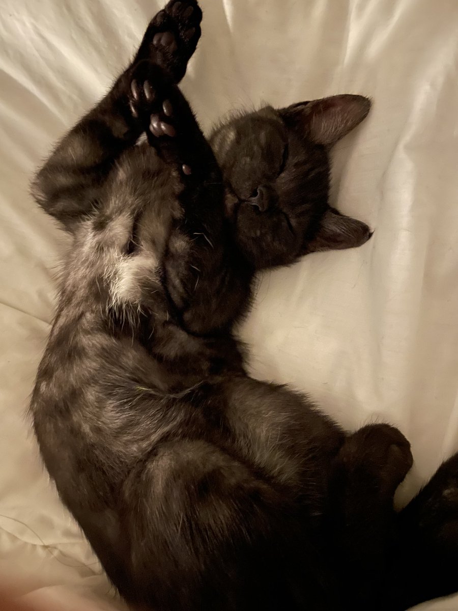 Drdannypham's tweet photo. #catdab https://t.co/SqvAmweMCg