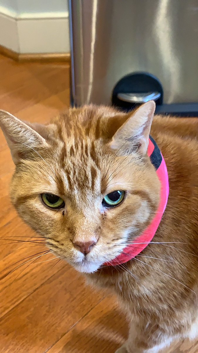 LordByronTheCat's tweet photo. Birthday alert! You have one week to get me presents! I ❤️ vanilla ice cream cake! https://t.co/XyblMavaDA