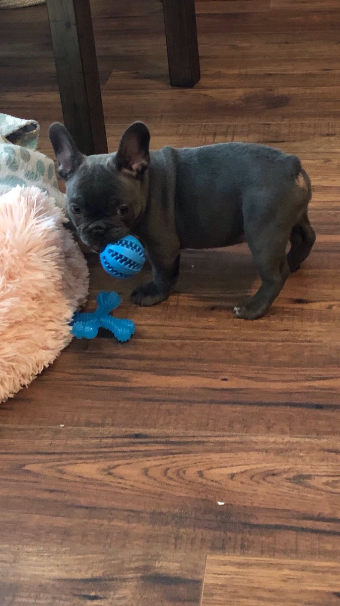 HanstromLisa's tweet image. Our Sadie is growing like a weed!  Sassy and sweet and stubborn as they come!  We love her ❤️❤️❤️