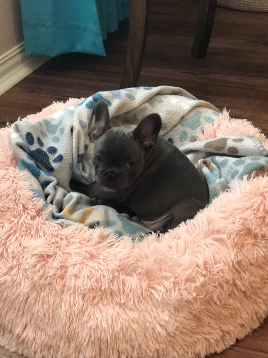 HanstromLisa's tweet image. Our Sadie is growing like a weed!  Sassy and sweet and stubborn as they come!  We love her ❤️❤️❤️