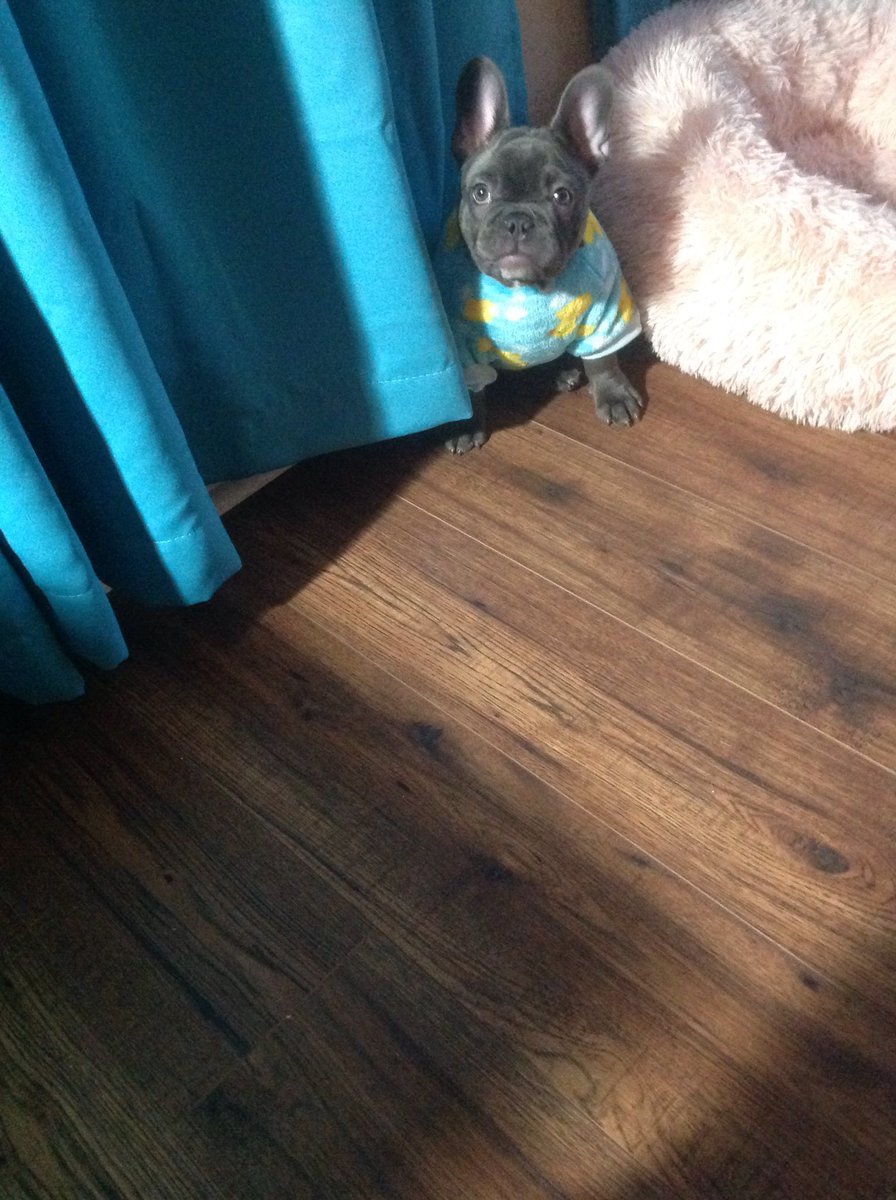 HanstromLisa's tweet image. Our Sadie is growing like a weed!  Sassy and sweet and stubborn as they come!  We love her ❤️❤️❤️