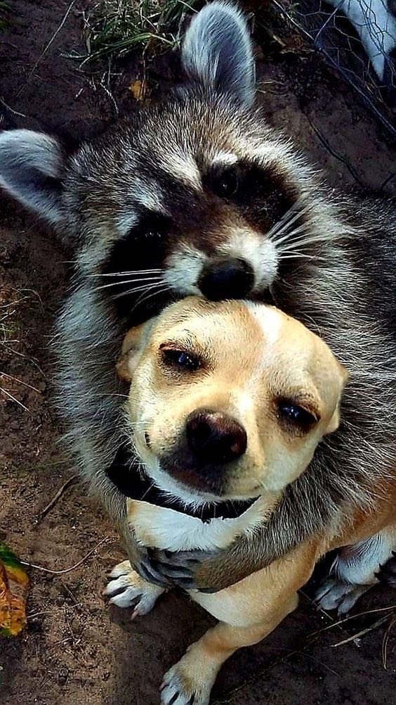 NecesitoUnPerro's tweet photo. Que hermosa mira de ambos!! https://t.co/X3eNPTQ5u3