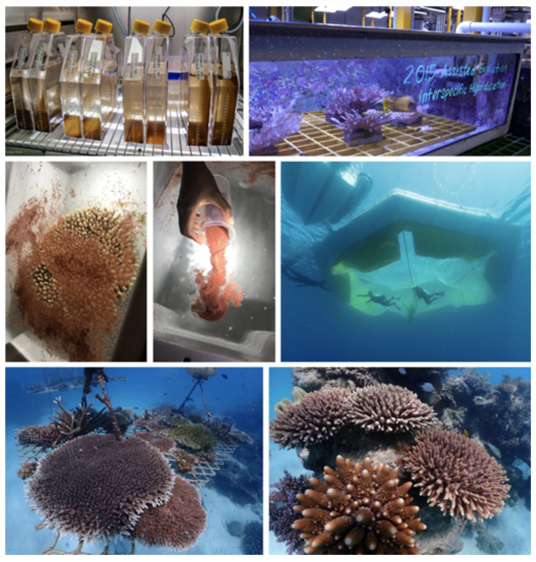 DavidJSuggett's tweet photo. New paper! @spectacularia and I horizon scan #coralrestoration for modern day reef management - fun to write as an open access educational piece together https://t.co/3i15q6vT9u to advance feasibility #GenerationRestoration @CoralConsortium https://t.co/LVdLlpoonv