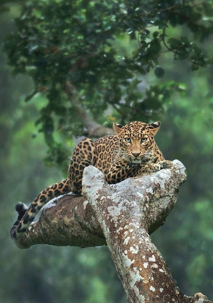 I need them (trees)….