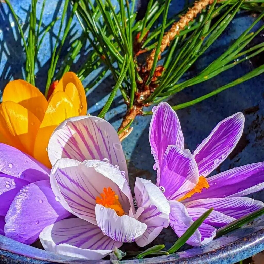 leslightbearer's tweet photo. Feeling parched? Join us in the deep watering of our roots.

The Spring 2022 course of Remembering Pleasure starts Mar 2nd!  Read more and fill out the Interest Chat form so we can have a conversation before Feb 21st.  I would love to sink in with you ab… https://t.co/OKYyGzNjMc https://t.co/8Aklp0P7JK