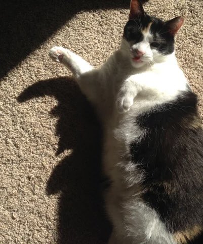 WALK THE MOON as cats tweet media