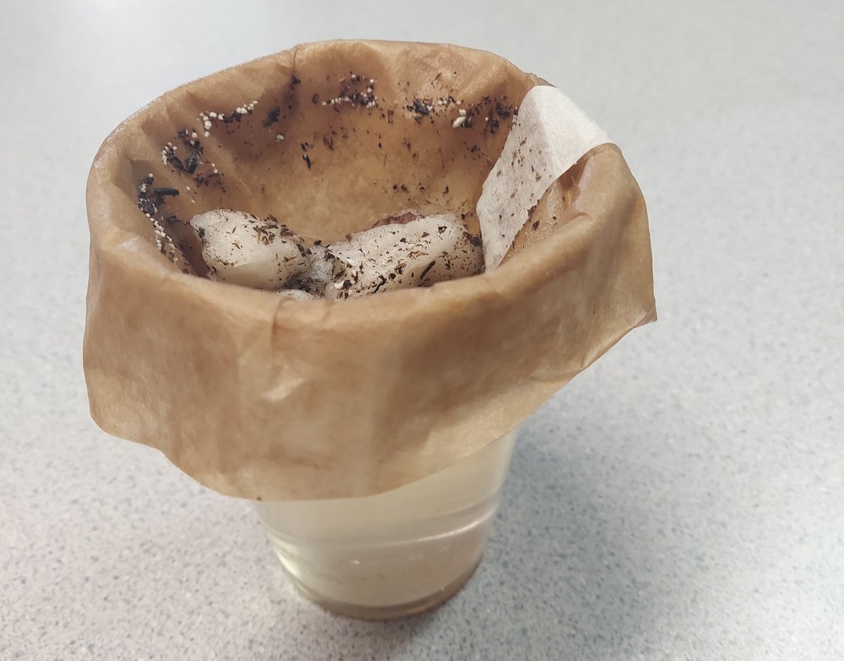 JessicaUrbay's tweet photo. One method a group of 8 year olds found to filter very dirty water after being inspired by @georgiebadiel's childhood story "The Water Princess"
Might not look like much, but it looks like #differencemakers and #worldchangers to me.
#GlobalGoals #MCSDPotential https://t.co/pIa387NMts