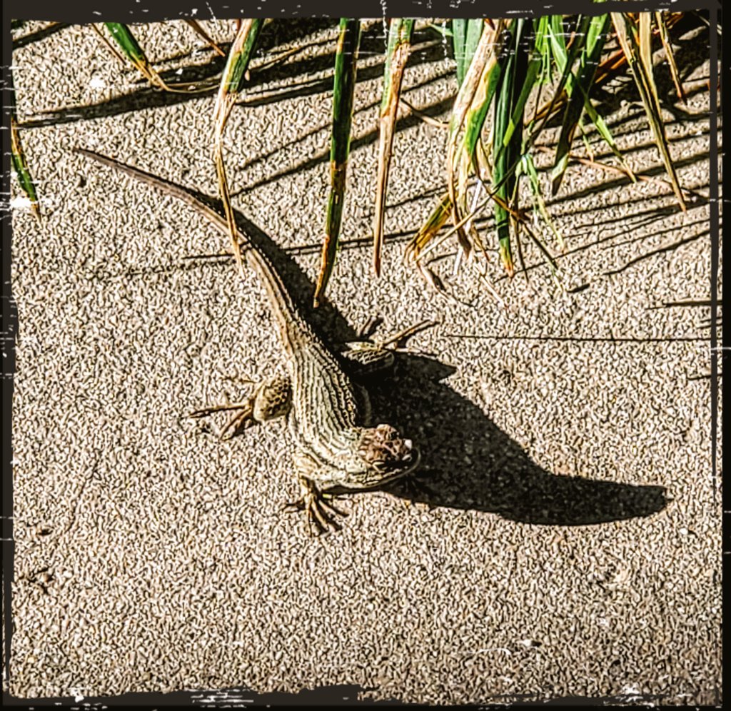 RealJoAnnBush's tweet photo. #LizzyTheLizard ๐ฆ made an Appearance, haha ๐, thanks to our #Warm #Weather ๐ here in #LaLaLand ๐ด today! ๐
Have you seen #Lizards ๐ฆ๐ฆ roaming around in your #Garden ๐ฟ, too? ๐ค
Pic: #JamminJo / #JoAnnBush 2022 ๐ธ
#LosAngeles #CA #optoutside #LizardsOfTwitter ๐ฆ๐ฆ #Cali https://t.co/Ll0Ehlqwz7
