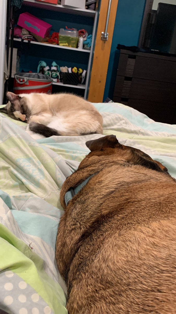 This how it is every night in my bed 128 pound dog and 8 pound cat. Screams romantic.