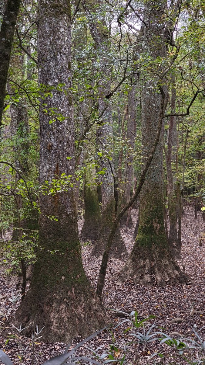 catvet94's tweet photo. @mathilebrandts @arborsmarty Almost there. . #thicktrunktuesday 
#congareenp https://t.co/q3YyeUMQXp