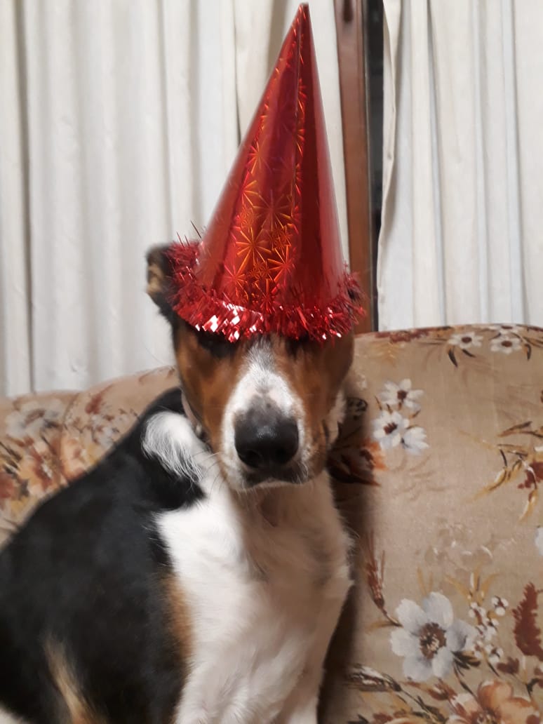 -mi papa antes dando vueltas para tener un perro
-mi papa ahora comprandole un bonete para su cumpleaños