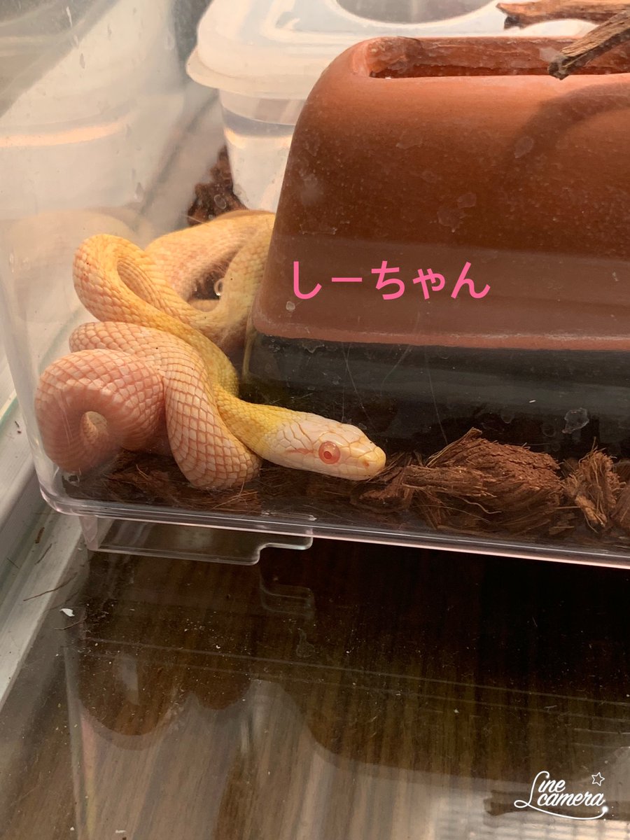 当神社でお世話している白蛇の みーくん&しーちゃんの様子を紹介