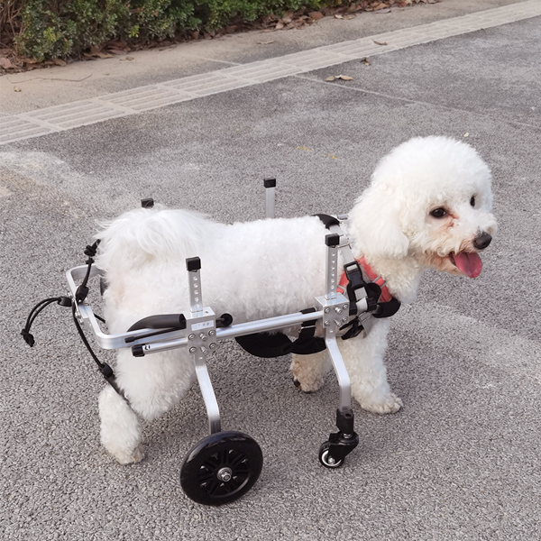 Homnilife_US's tweet photo. Which Conditions Do @Homnilife_US  Wheels Help?
✅Degenerative Myelopathy
✅Ruptured Disc
✅Spinal Trauma
✅IVDD
✅Hip Dysplasia
✅Arthritis
✅Old Age
✅Rear Amputees
✅ Post-Surgical Rehab for Disc, Knee, and Hip Surgery https://t.co/ZrMbVLn2P8