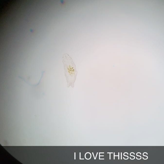 lilypad2245's tweet photo. I lost my new best friend today. I watched it walk on glass for what seemed like forever. But when the time came, it was dumped into the sink. I’ll miss you mr water bear 💕 i hope you find all the algae you can eat in the sewage pipes. https://t.co/19bcuvTLMa