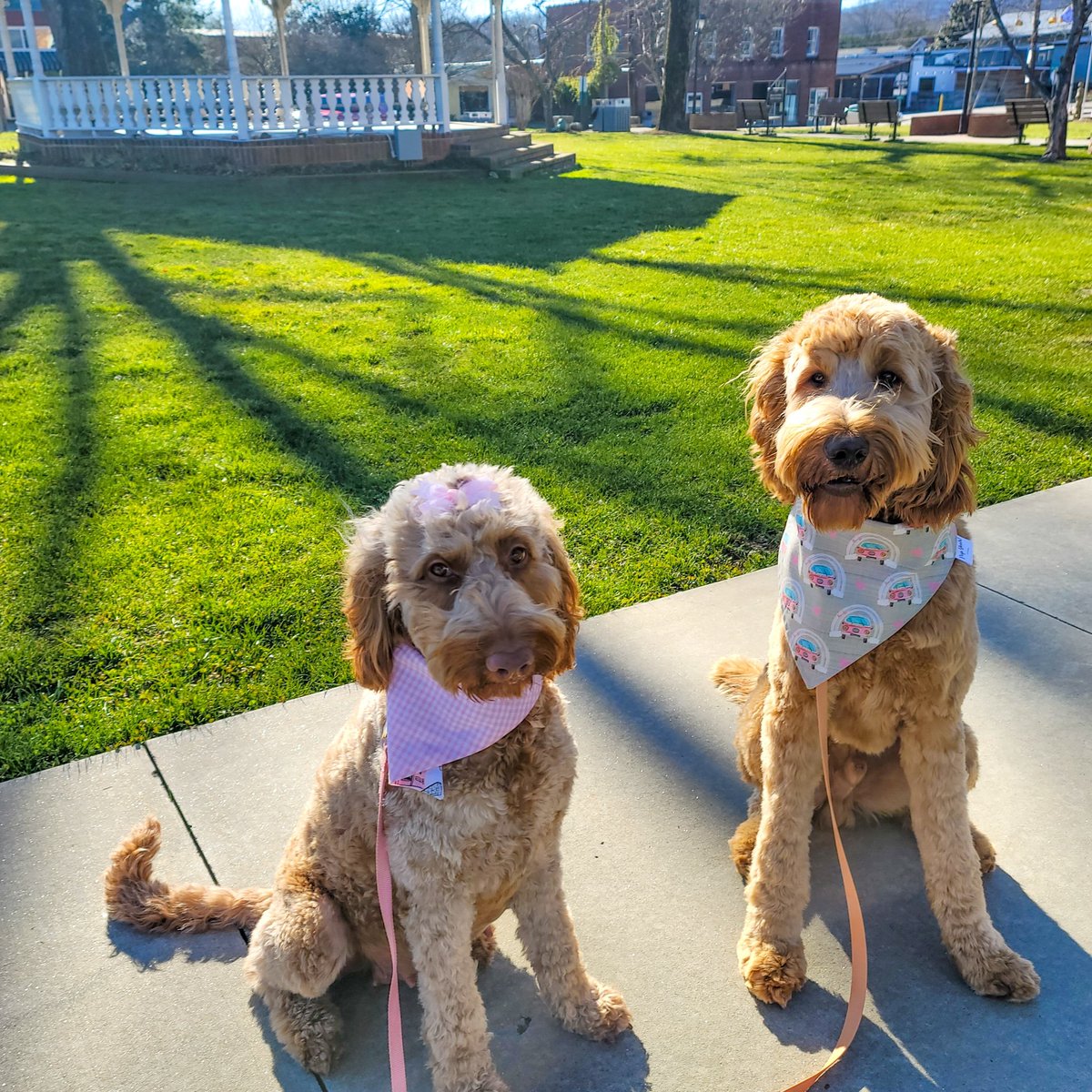 Ey320Ril's tweet photo. We wuff walks with mom #nc #Hayesville #irishdoodle #BFF https://t.co/to6LzL0qAM